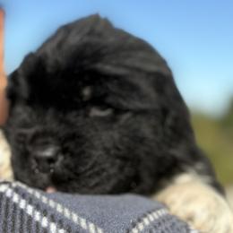 Boy 1 - Black male Newfoundland puppy in Riverside, California from Gentle Soul Newfoundlands