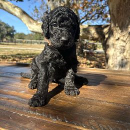 KAHUNA - Black male Goldendoodle puppy in Fruitland Park, Florida from Mount Doodles