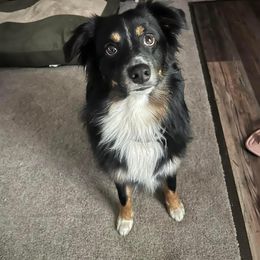 Miniature Australian Shepherd All Grown Up from J&K Mini Aussies