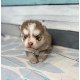 Orbiter - Red and white female Pomsky puppy in Krum, Texas from Paw-Some Pomskies