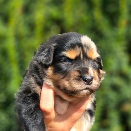 Blair - Blue merle female Australian Shepherd puppy in Salem, Oregon from Steady Aim Aussies