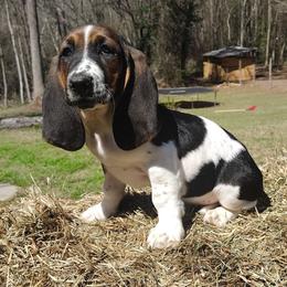 Joe - Black brown and white male Basset Hound puppy in Newton Grove, North Carolina from MGA Basset Hound