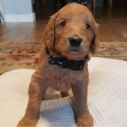 Goldendoodle Puppies from Desert Dream Doodles