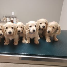 Dachshund Puppies from Cream Doxie Luv
