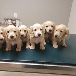 Dachshund Puppies from Cream Doxie Luv