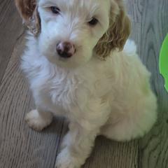 Lady - White female Double Doodle puppy in Norfolk, Massachusetts from Cat's Golden Labradoodles