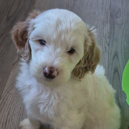Lady - White female Double Doodle puppy in Norfolk, Massachusetts from Cat's Golden Labradoodles