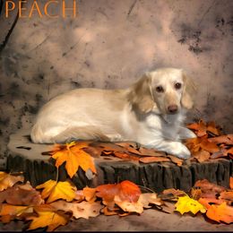 Peach - Dachshund