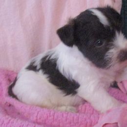 Spot - Parti female Miniature Schnauzer puppy in Chattanooga, Tennessee from Oodles of Cuties!