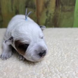 Blue Collar Red Male - Red speckled male Australian Cattle Dog puppy in Riverton, Utah from Rundown Ranch Cattle Dogs