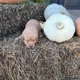 Orange - Yellow male Labrador Retriever puppy in Oklahoma City, Oklahoma from H & H Retrievers