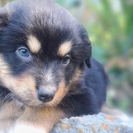 Australian Shepherds from D&D Australian Shepherds