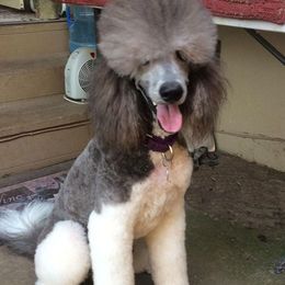 Poodles from Parti Poodle Chico