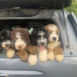 Bernedoodle Puppies from Joy's Dood Ranch