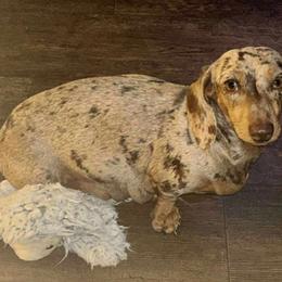 Mia - Dachshund