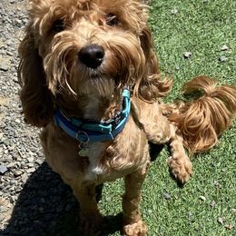 Moshe - Cockapoo