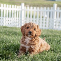 Cavapoo Puppies from Family Raised Mini Cavapoos