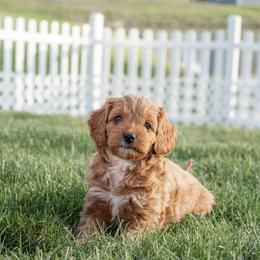 Cavapoo Puppies from Family Raised Mini Cavapoos