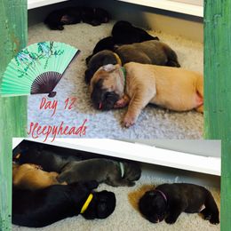 Cane Corso Puppies from MTZ Cane Corso, LLC