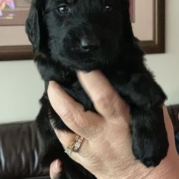 Goldendoodle Puppies from Izzy's Doodles