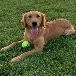 Millie - Golden Retriever