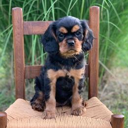 Cavalier King Charles Spaniel Puppies from Holston Mountain Cavaliers