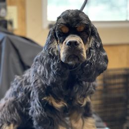 Bogie - Cocker Spaniel