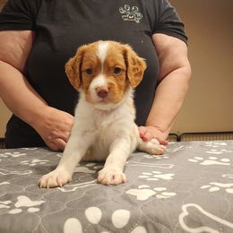 Red collar - Orange and white male Brittany puppy in Bushkill Township, Pennsylvania from Township Line Dachshunds & Brittanys