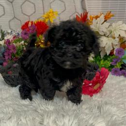 Elise - Black female Companion Cross puppy in Elgin, South Carolina from Silver Bells Paw Prints