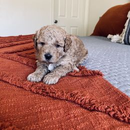 Bernedoodle and Labradoodle Puppies from Royal Doodles