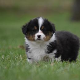 Pembroke Welsh Corgi Puppies from Willow Creek Corgis