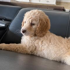 Double Doodles from Royal Litter