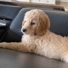 Double Doodles from Royal Litter