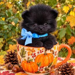 Onyx - Black male Pomeranian puppy in Green Cove Springs, Florida from Natasha's Ark of Joy