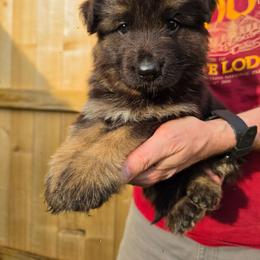 Liberty - Black and red male German Shepherd puppy in Columbus, Indiana from Stony Lonesome GSD