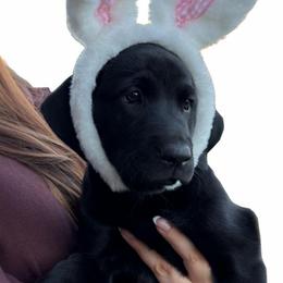 Purple Girl - Black female Labrador Retriever puppy in Lincoln, Nebraska from Labrador Retriever Breedings
