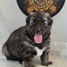 Boy 1 - male Native American Indian Dog puppy in Granby, Colorado from Turtle Island NAIDs