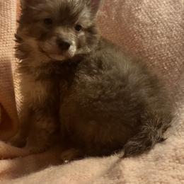 Vixen - Red and white female Siberian Husky puppy in Doswell, Virginia from Shinko Siberians