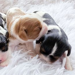 Cavalier King Charles Spaniel and Dachshund Puppies from Irresistible Dachshunds & Cavalier King Charles Spaniel
