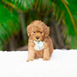 Duchess - Red  female Goldendoodle puppy in Fort Myers, Florida from Corgis & Doodles