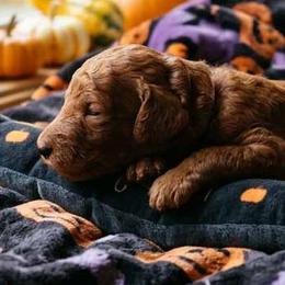 Boy 2 - Red  male Poodle puppy in Mc Henry, Illinois from Sunset Maple Poodles