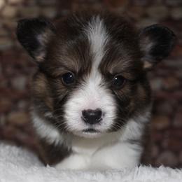 Milky way - Sable male Pembroke Welsh Corgi puppy in Washington from Castle View Royal Rumps
