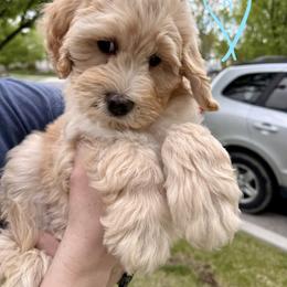 Bernedoodle, Cavalier King Charles Spaniel, and Poodle Puppies from Ellas.Pups (Bernedoodles & Cavapoos)