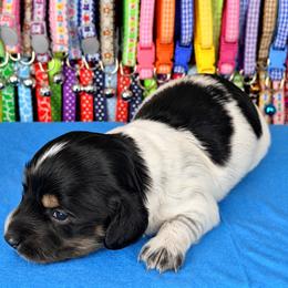 Sir Loin 2800 - Piebald male Dachshund puppy in Hendersonville, North Carolina from Snarky Doxy Miniature Dachshunds