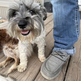 Miniature Schnauzer All Grown Up from Gypsey Creek Mini Schnauzers
