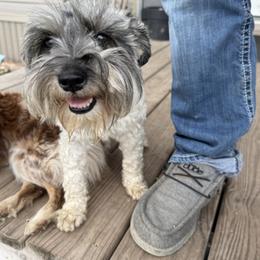 Miniature Schnauzer All Grown Up from Gypsey Creek Mini Schnauzers