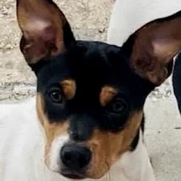 Gina - Teddy Roosevelt Terrier