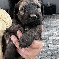 Puppy 15 - Wheaten female Whoodle puppy in Corinth, Maine from Whoodles of Maine