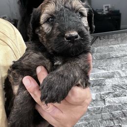 Puppy 15 - Wheaten female Whoodle puppy in Corinth, Maine from Whoodles of Maine