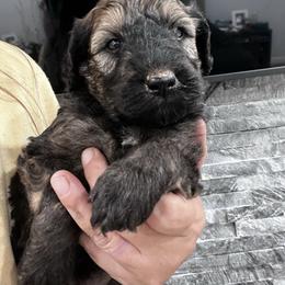 Puppy 15 - Wheaten female Whoodle puppy in Corinth, Maine from Whoodles of Maine